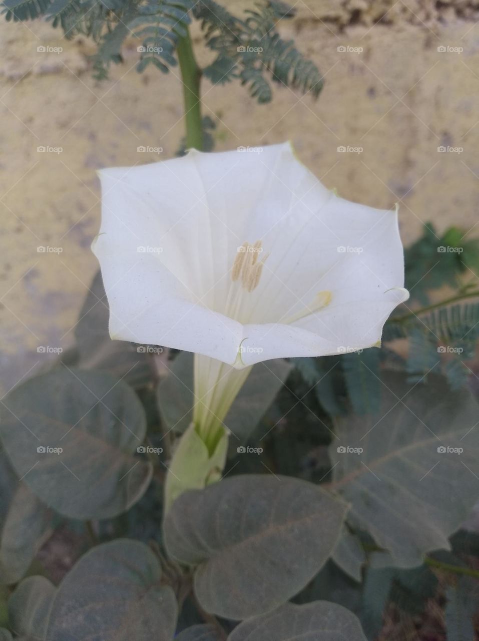 the Datura Flower white in colour looks very beautiful generally found everywhere fresh seasonal very poisonous species
