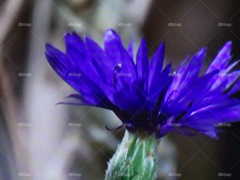 Beautiful blue flower