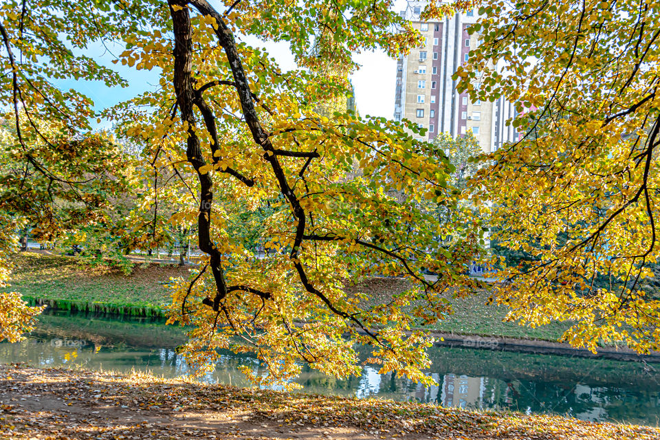 Autumn tree