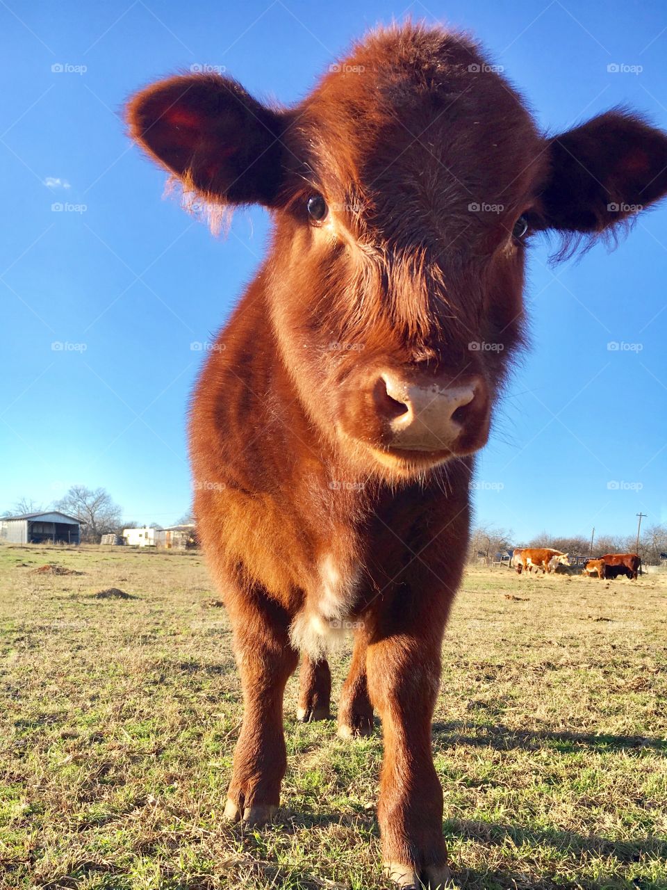 Close-up of a standing calf