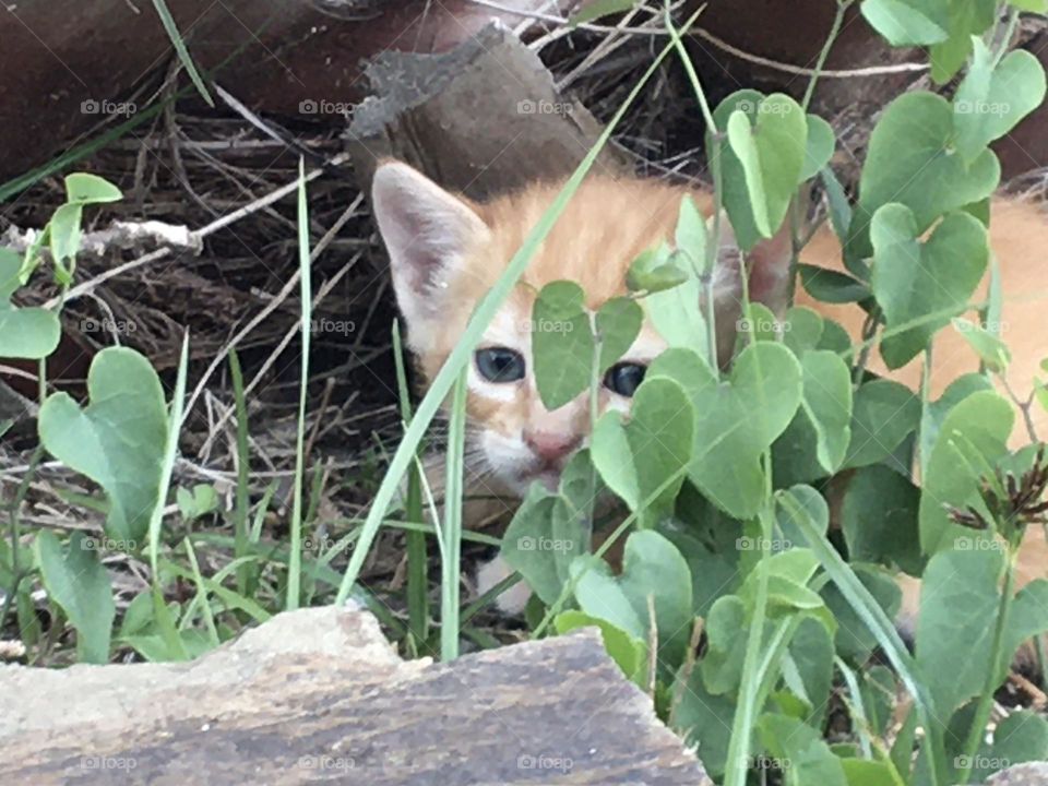 Wild baby cat hidden in grass
