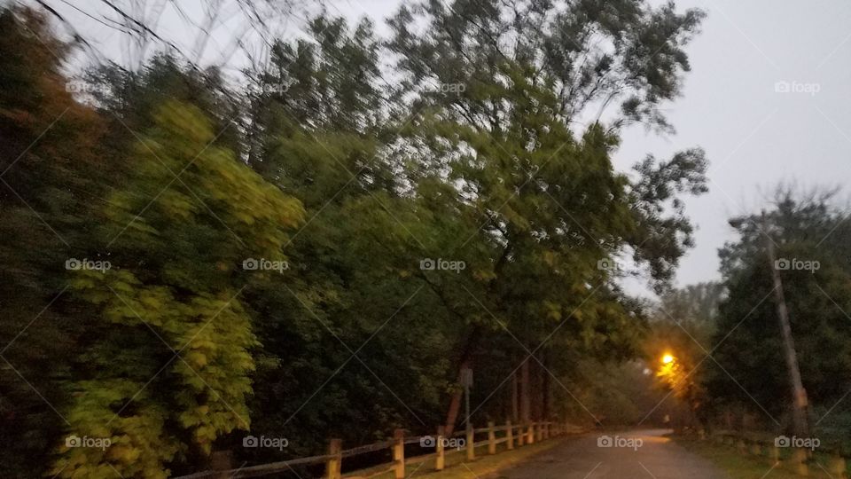 Tree, Landscape, Road, Nature, Wood