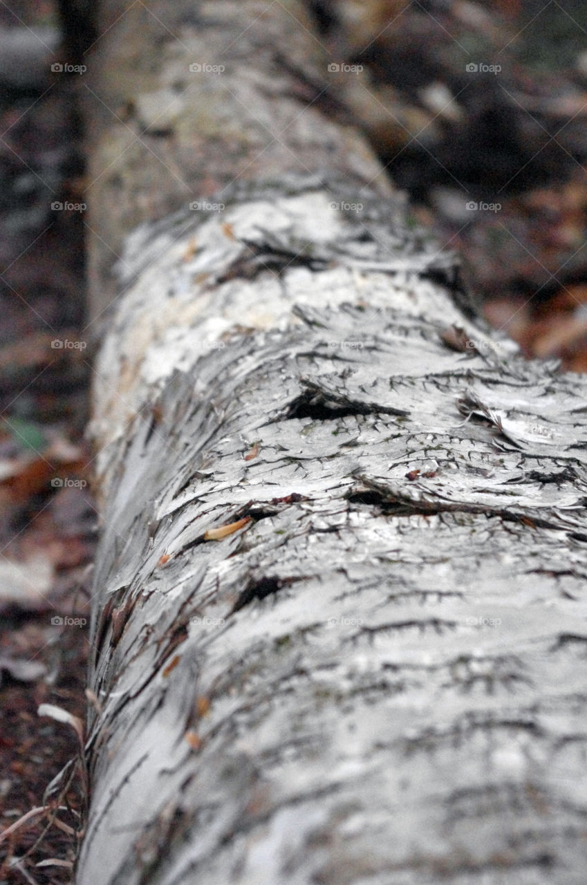 Fallen Birch