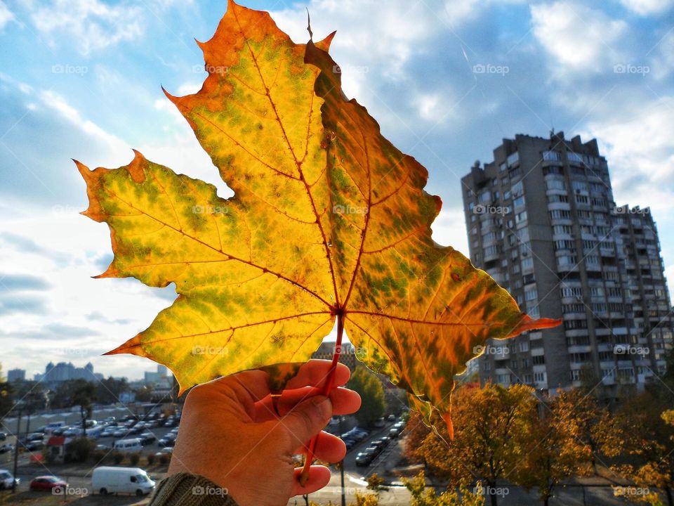 autumn maple leaf