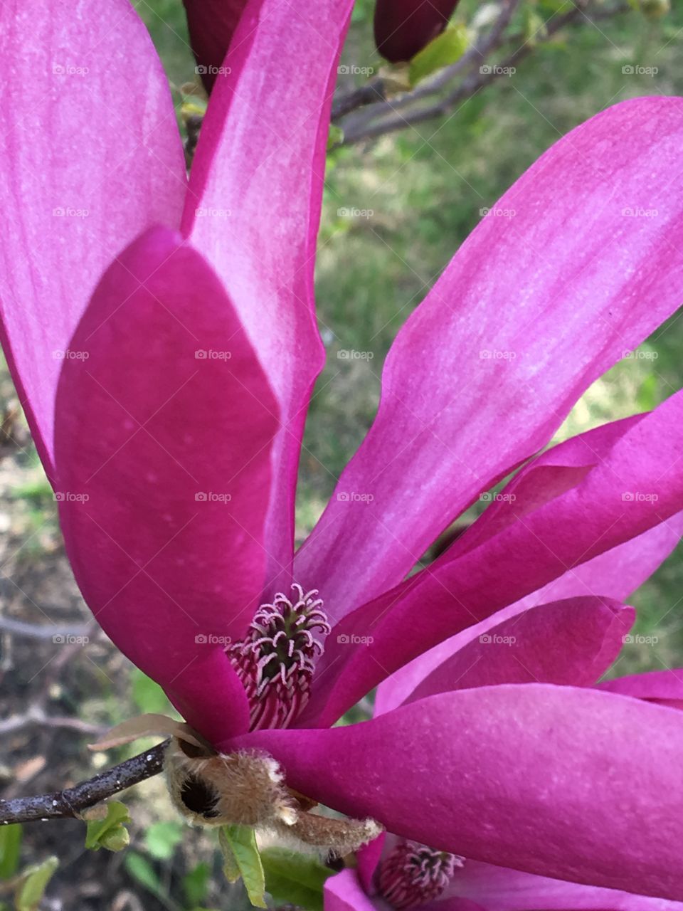 Pink magnolia 