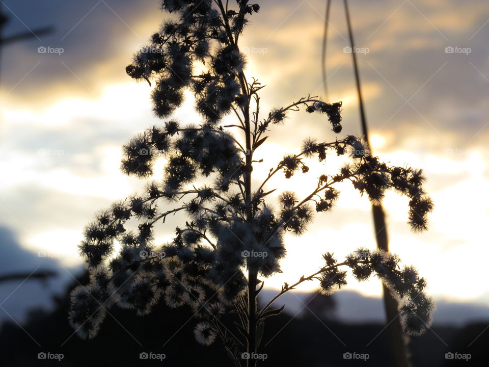 sillhouete of a plant during sunset