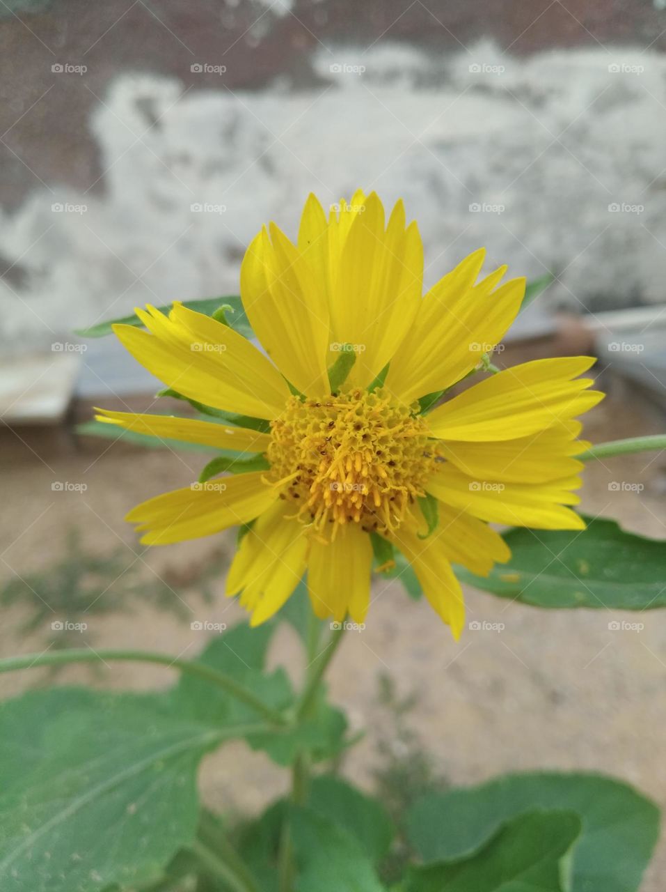 sunflower yellow fresh seasonal looking very beautiful generally found everywhere fresh seasonal