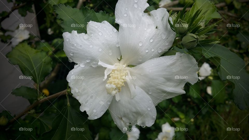 Rose of Sharon white flower bloom after rain water droplets