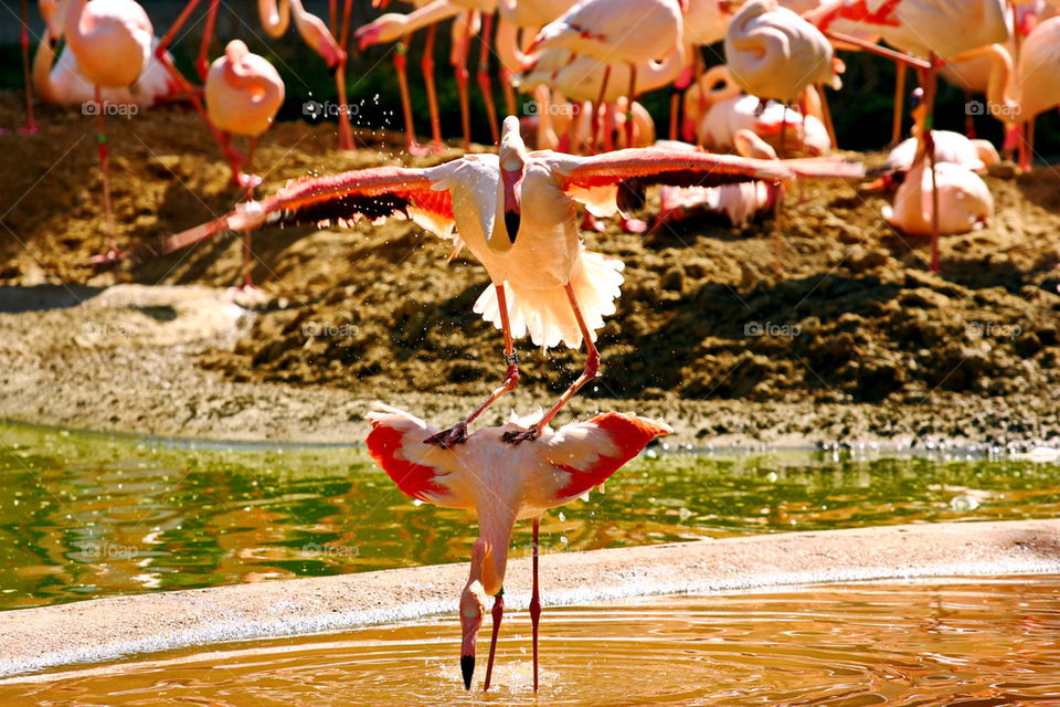 Close-up of a flamingos