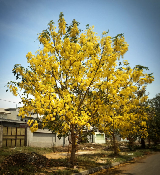 flowered yellow