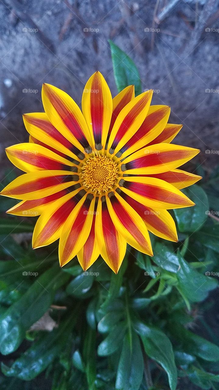 Beauty found in my garden
