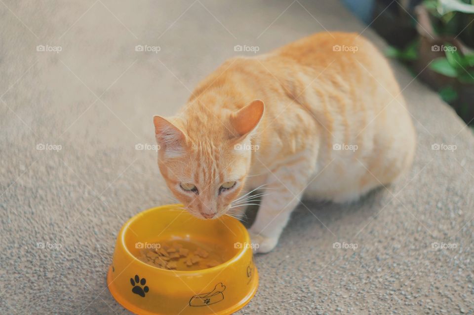 A chubby ginger tabby getting ready to finish her snack.