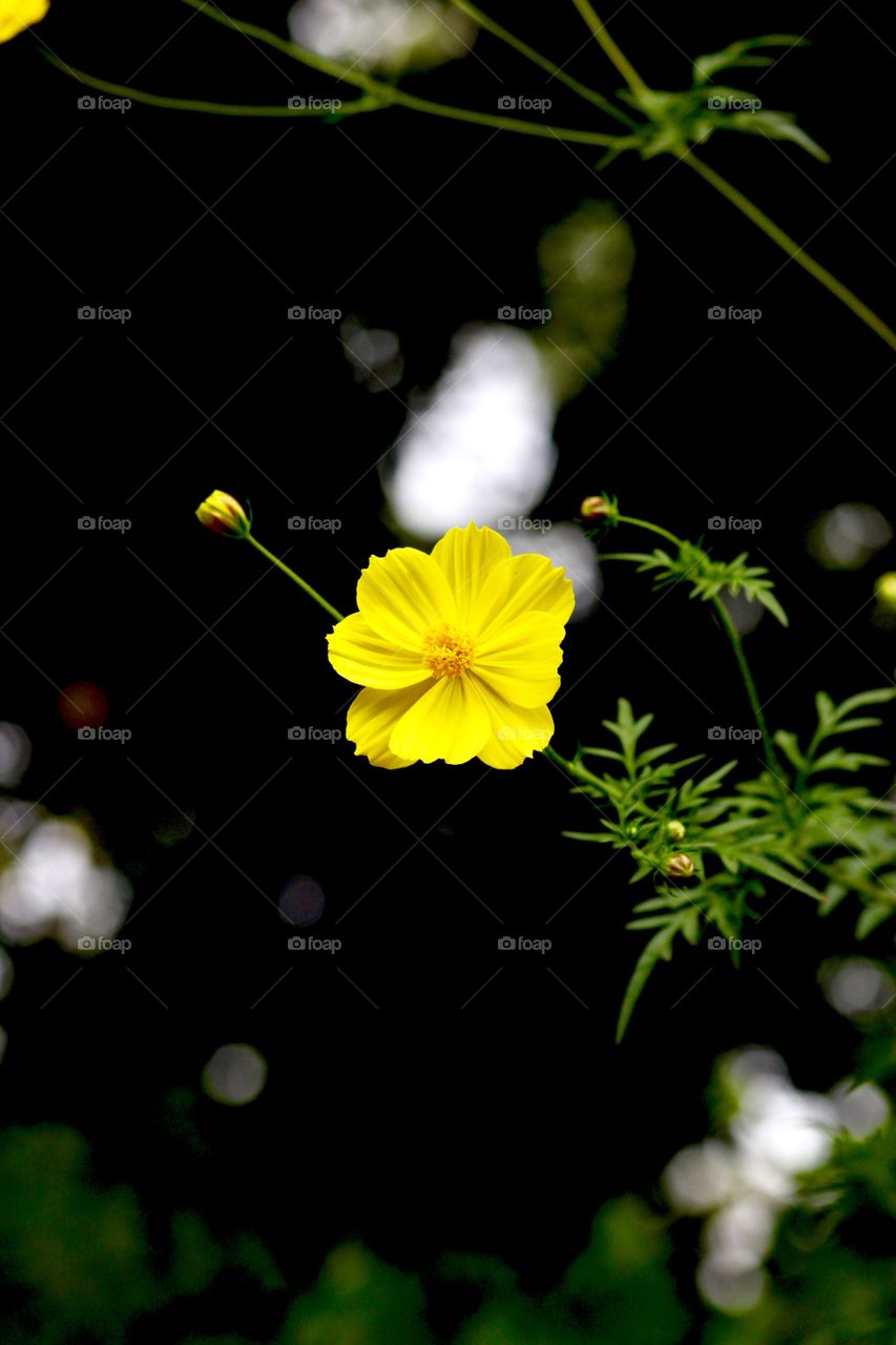 Yellow beauty, flower , cosmos 