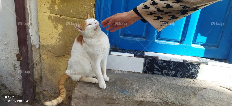 beautiful white cat