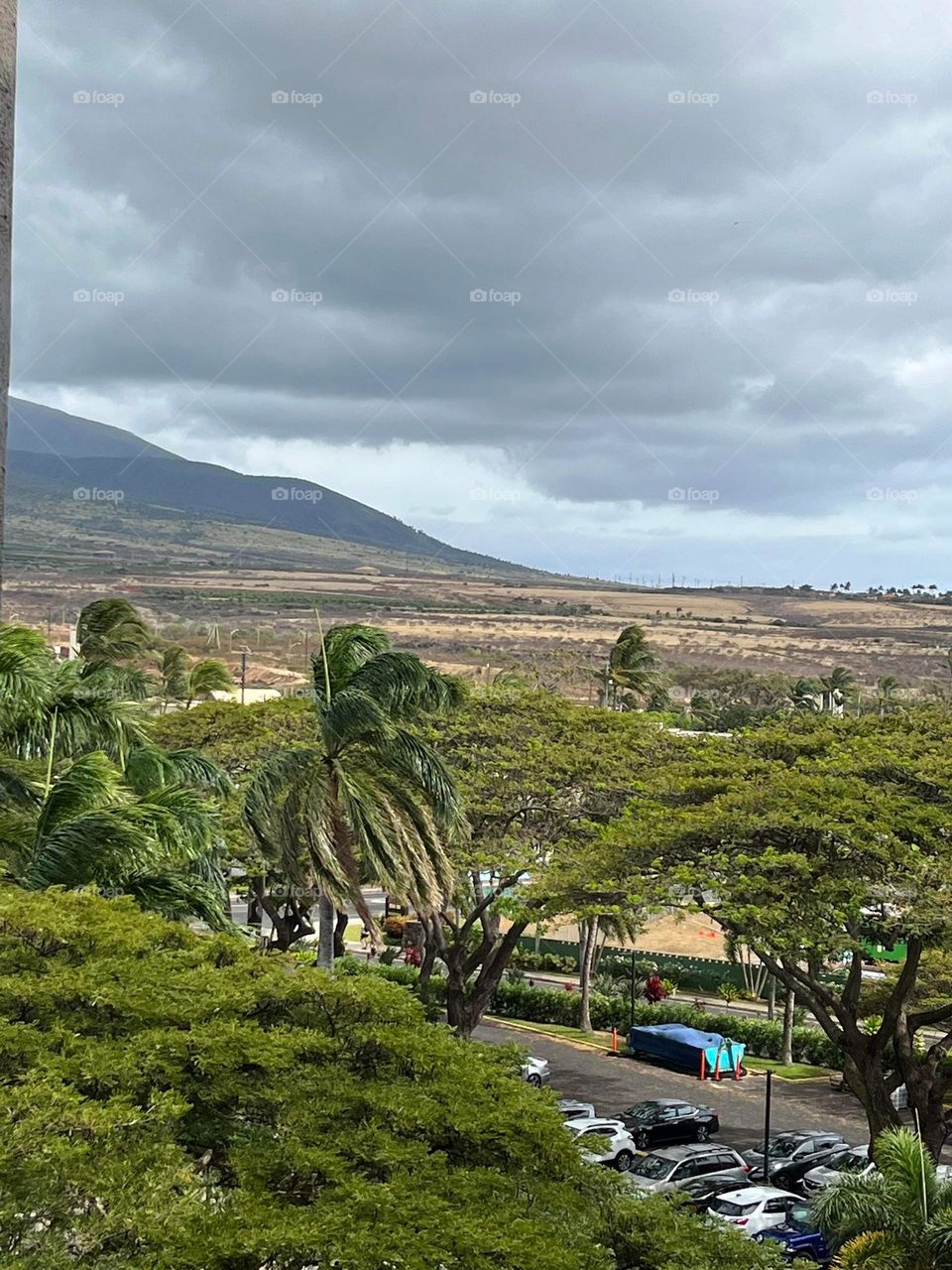 Looking up at nature 