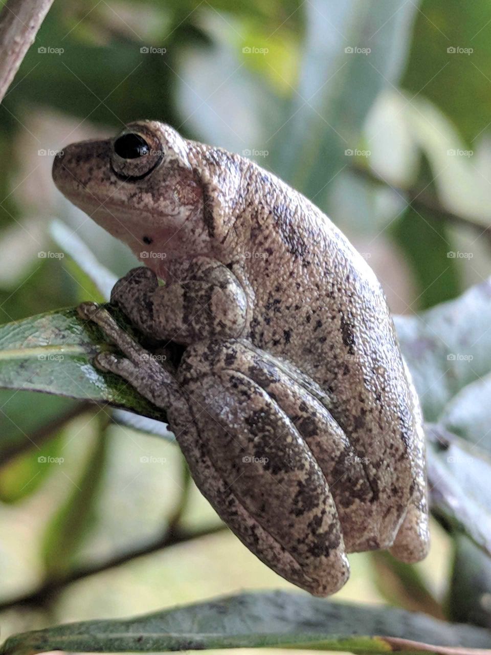 Tree Frog