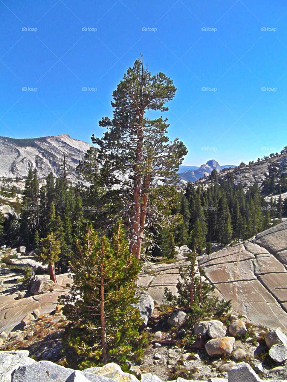 green blue mountain trees by tommygirl-uk