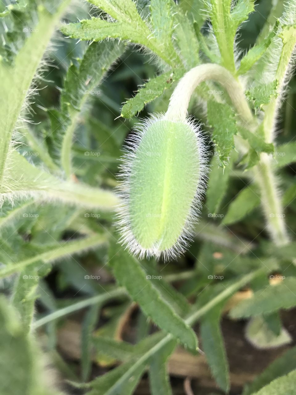 Poppy bud 