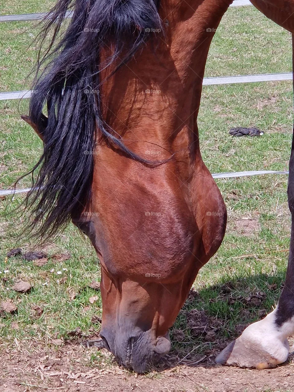 Stallion head Rivas close up