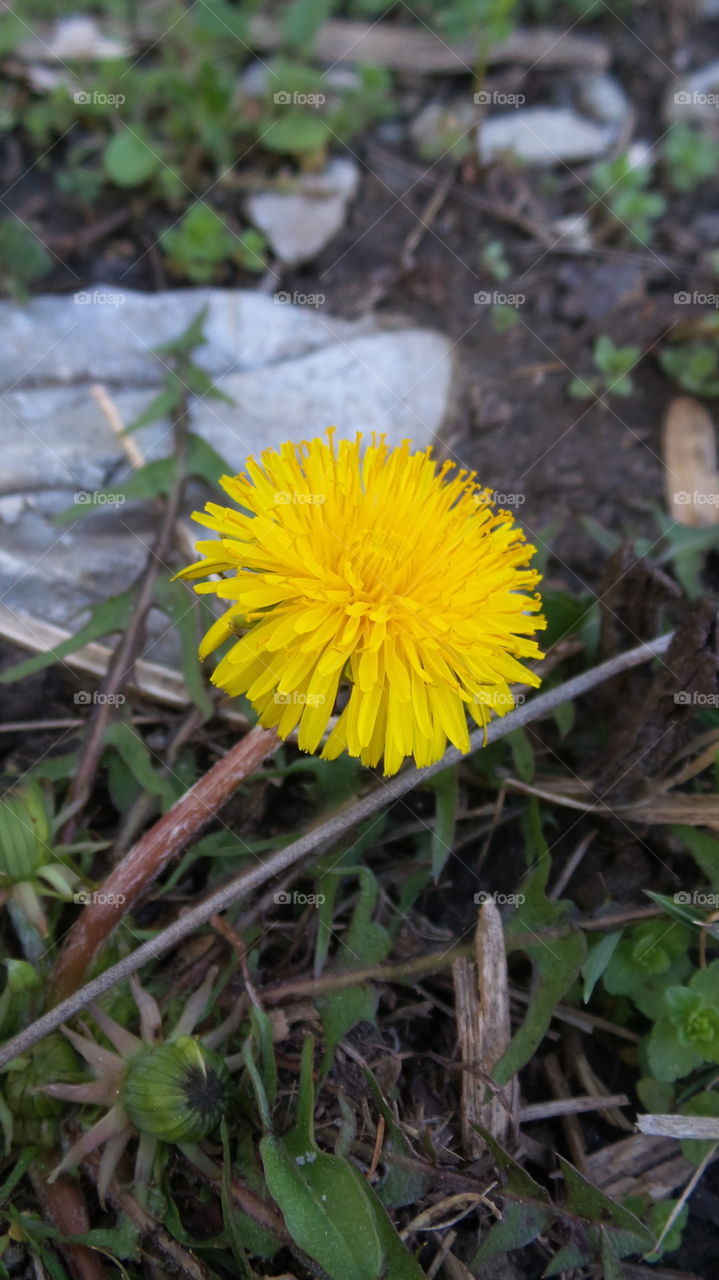 yellow weed