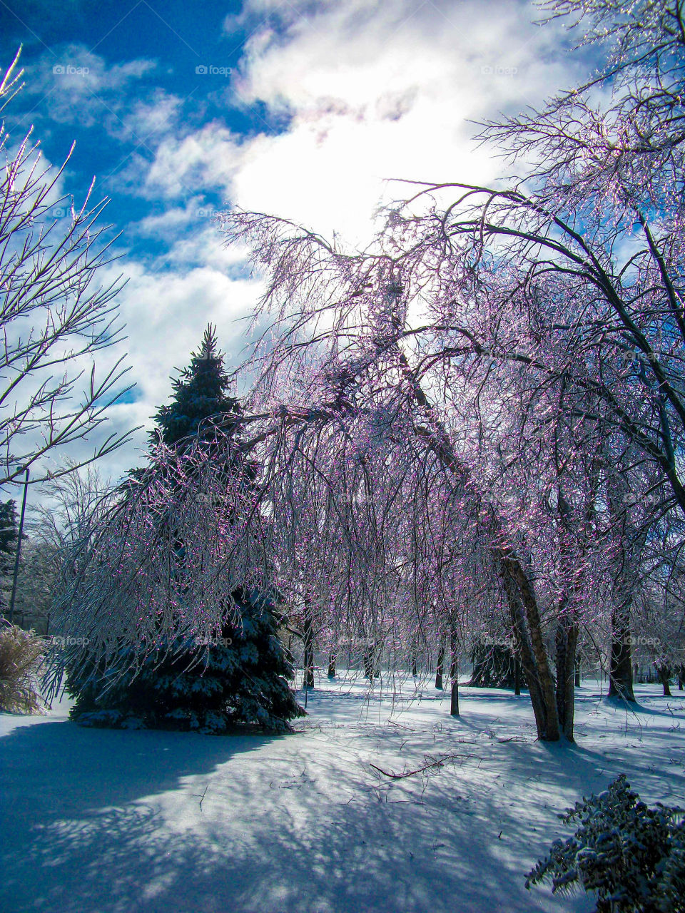 Evergreen in the snow