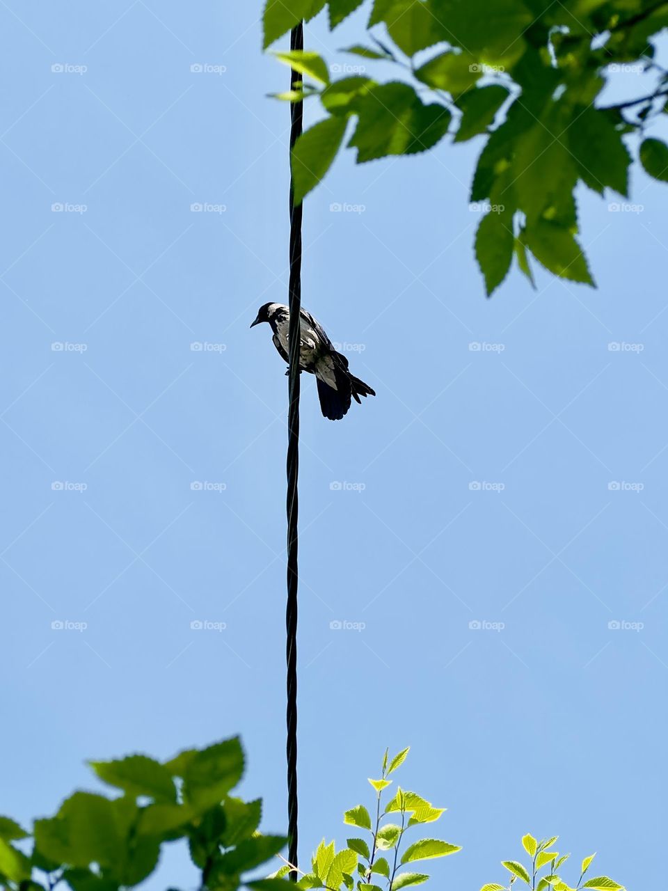 crow sits on wires