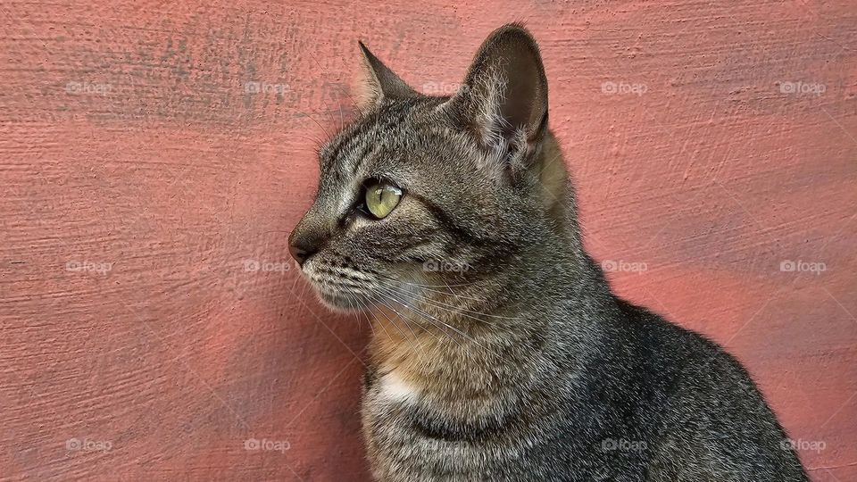 a cat in profile