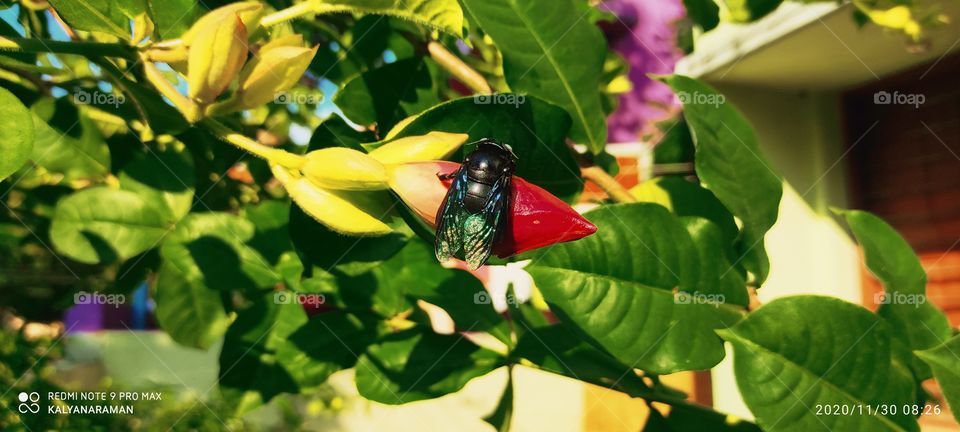 Mobile Phone camera Photography - Carpenter bee