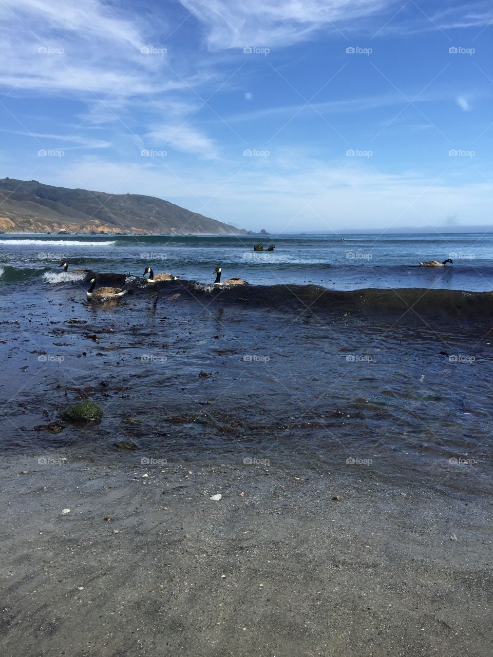 Geese at the Beach 6. Taken in Big Sur