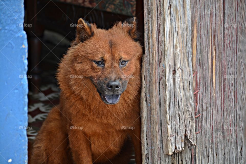 Animals captured on camera - A Chow dog sits at the entrance of  the house waiting for his master to come home