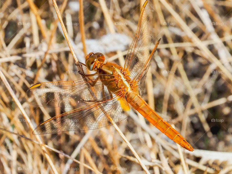 Crocothemis erythraea