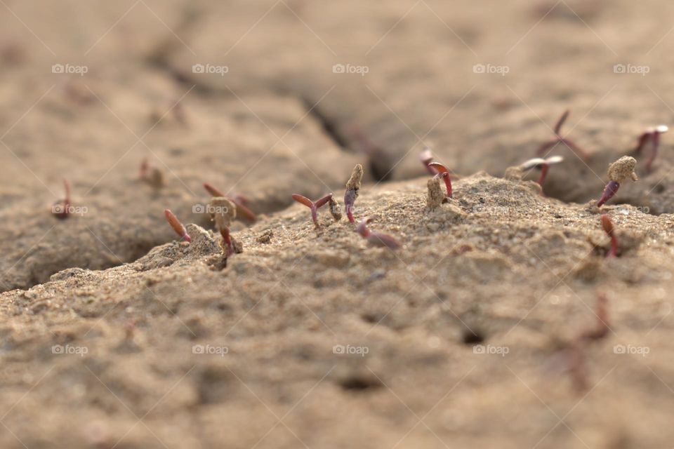 tiny plants rising