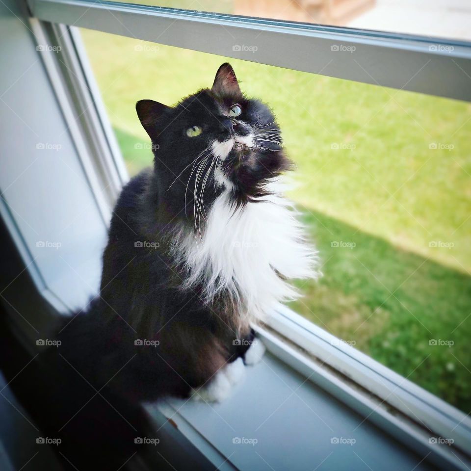 Long haired tuxedo cat in window