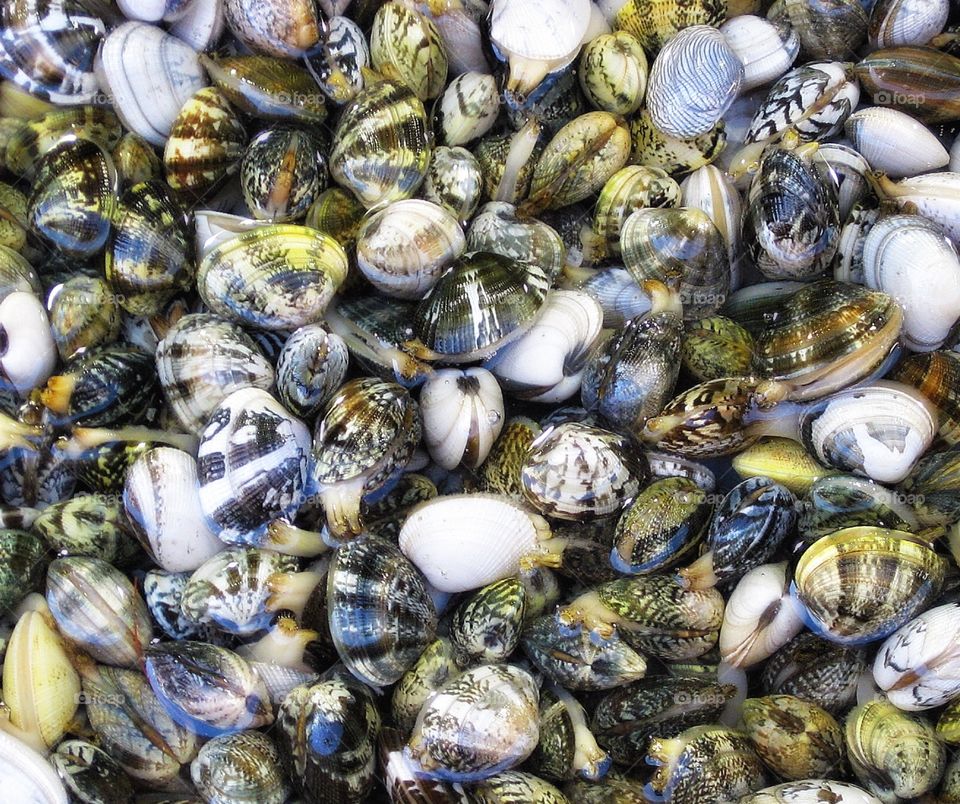 Napoli market shells