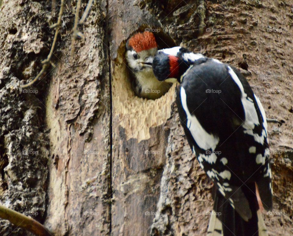 Woodpecker feeding their child