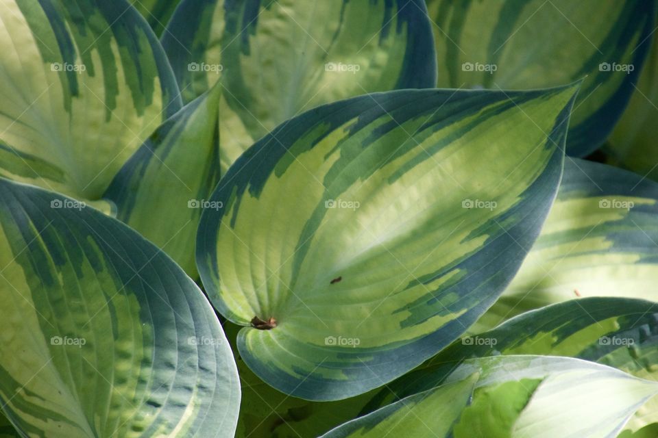 Hosta shadows 