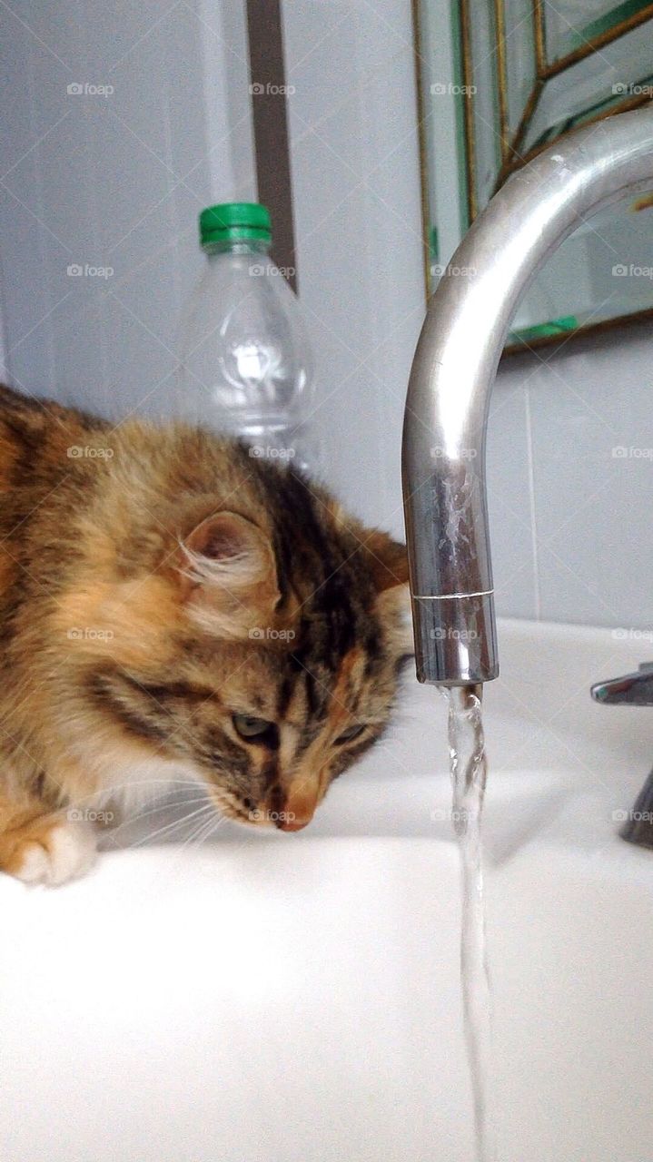Cat   water = ❤️