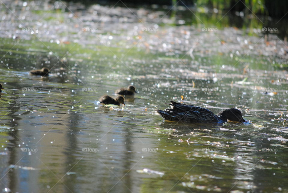 mallard