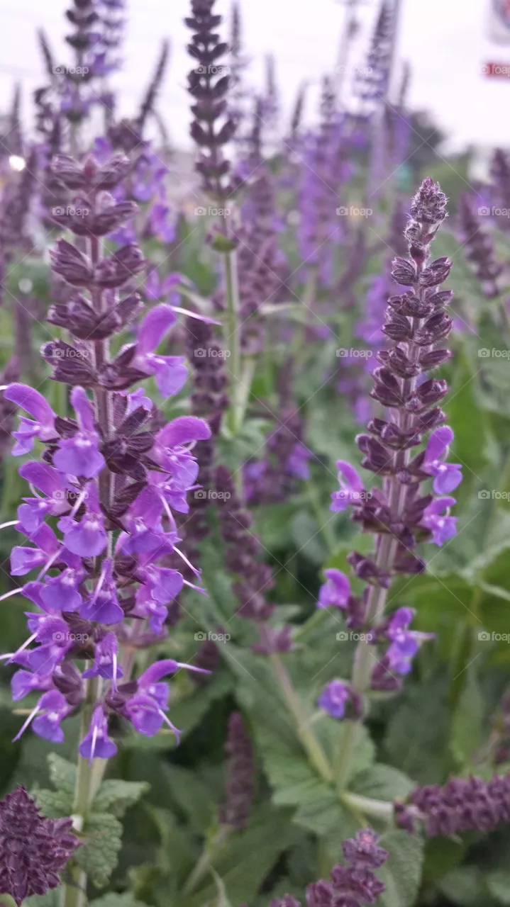 purple