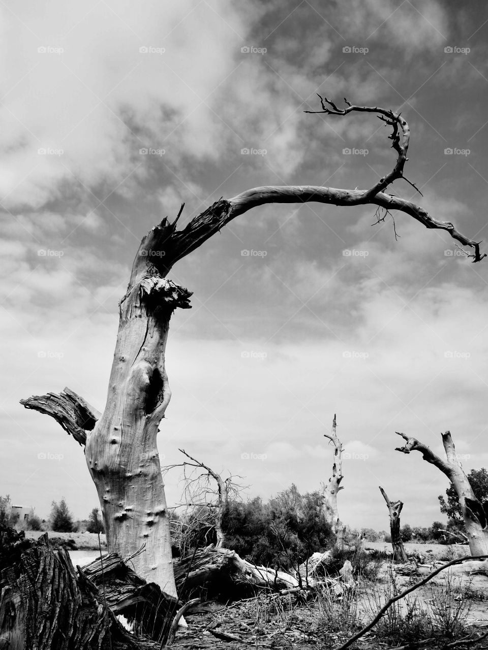 Populus diversifolia