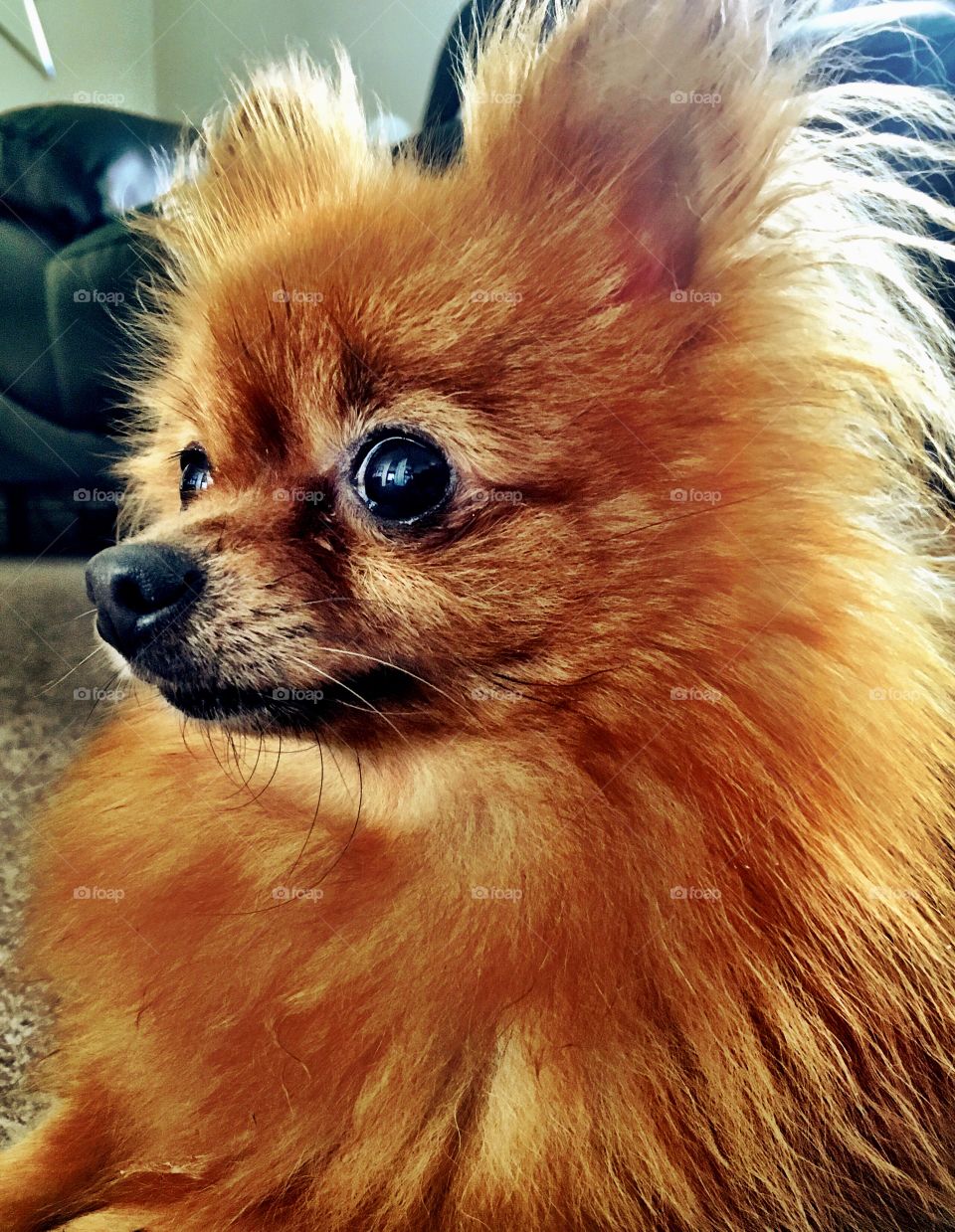 My ageing Pomeranian 