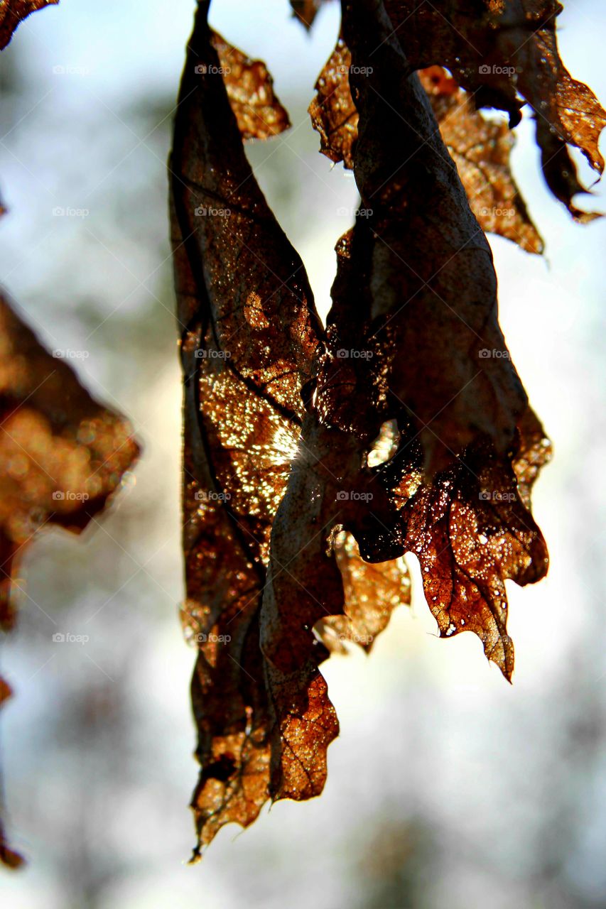 leaves turning to lace.