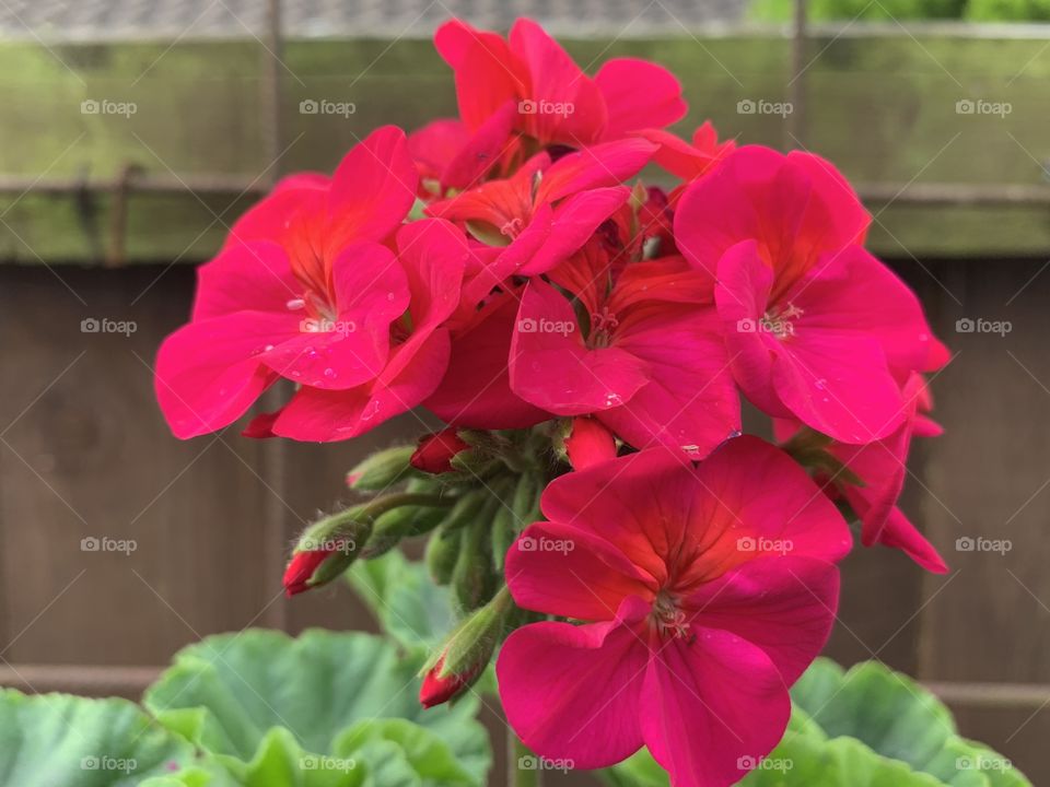Red geraniums 