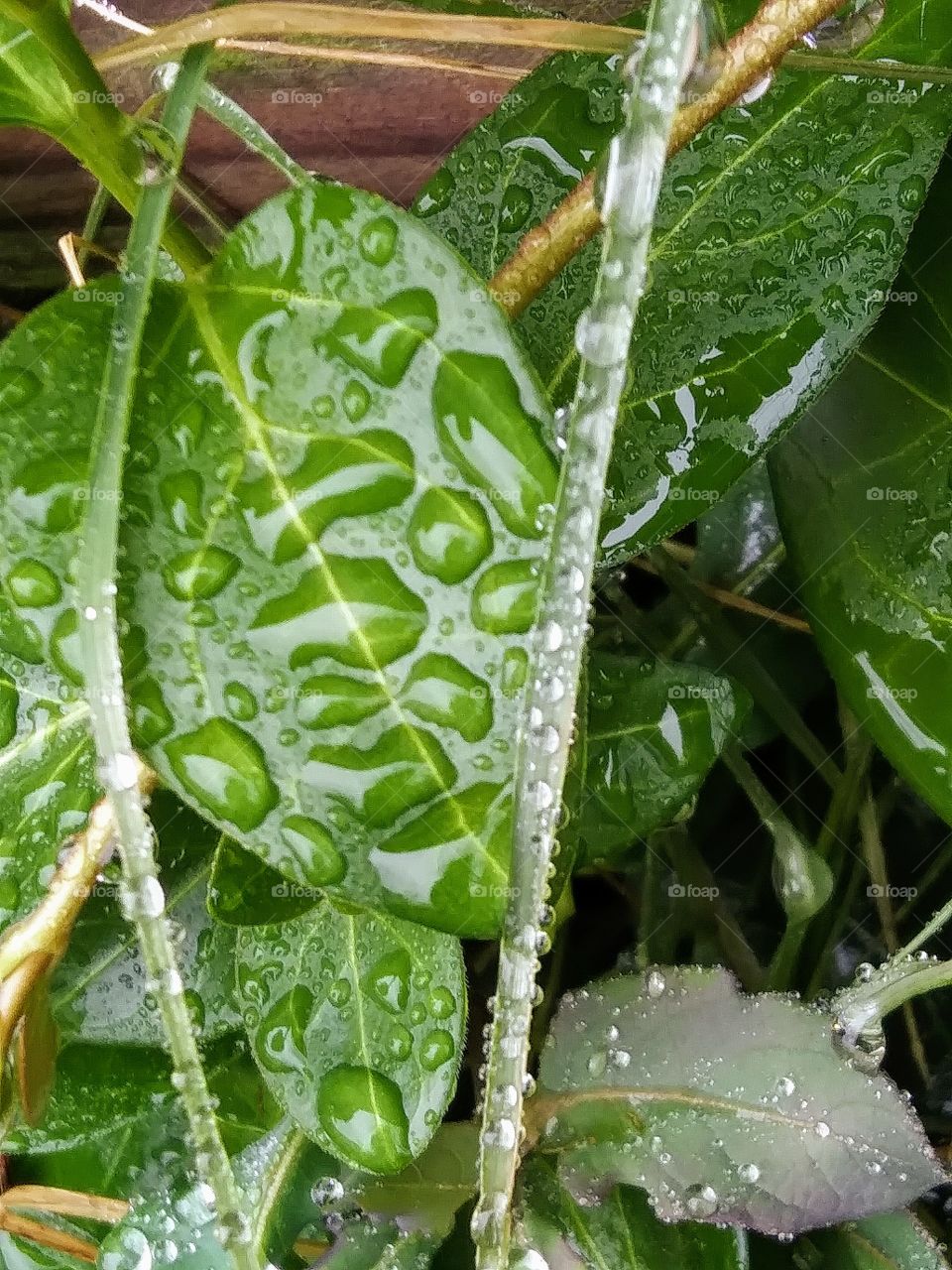 water on a leaf