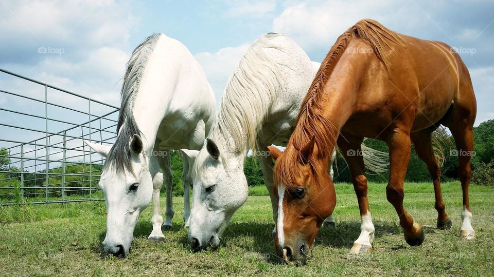 Three Horses Graze
