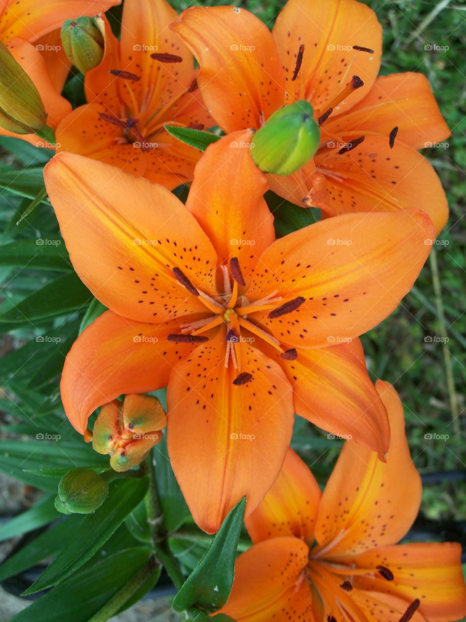 Macro shot of orange flowers