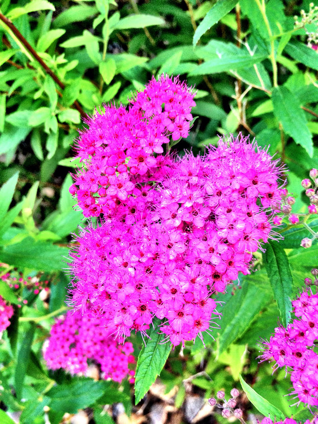 nature pretty flower colorful by stykellee