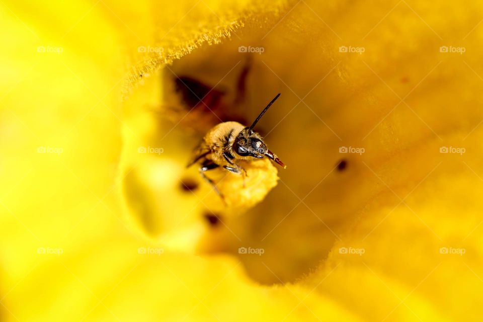 Bumblebee on a pumpkin flower