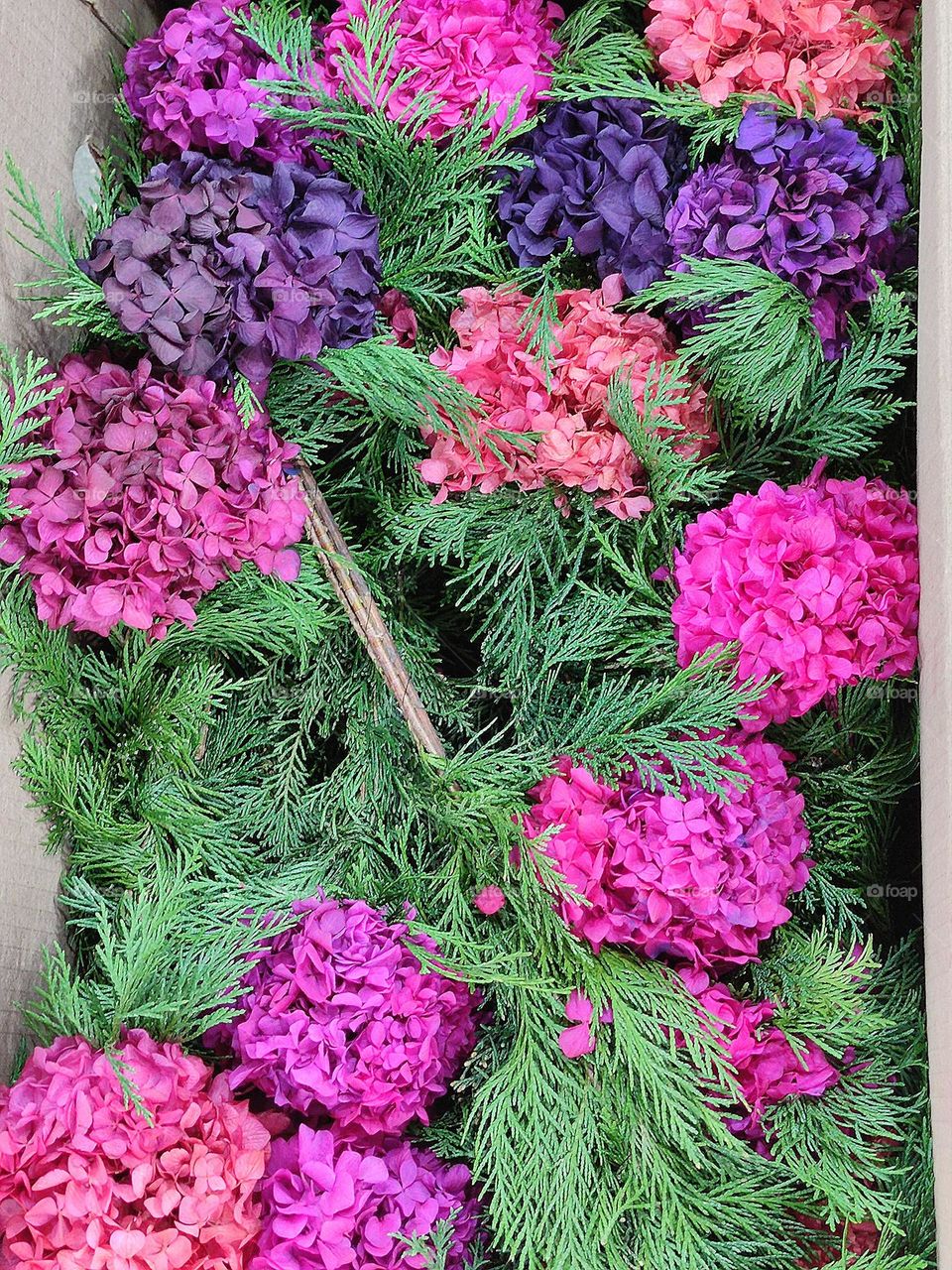 Multi-colored bouquets of hydrangeas in green fir branches