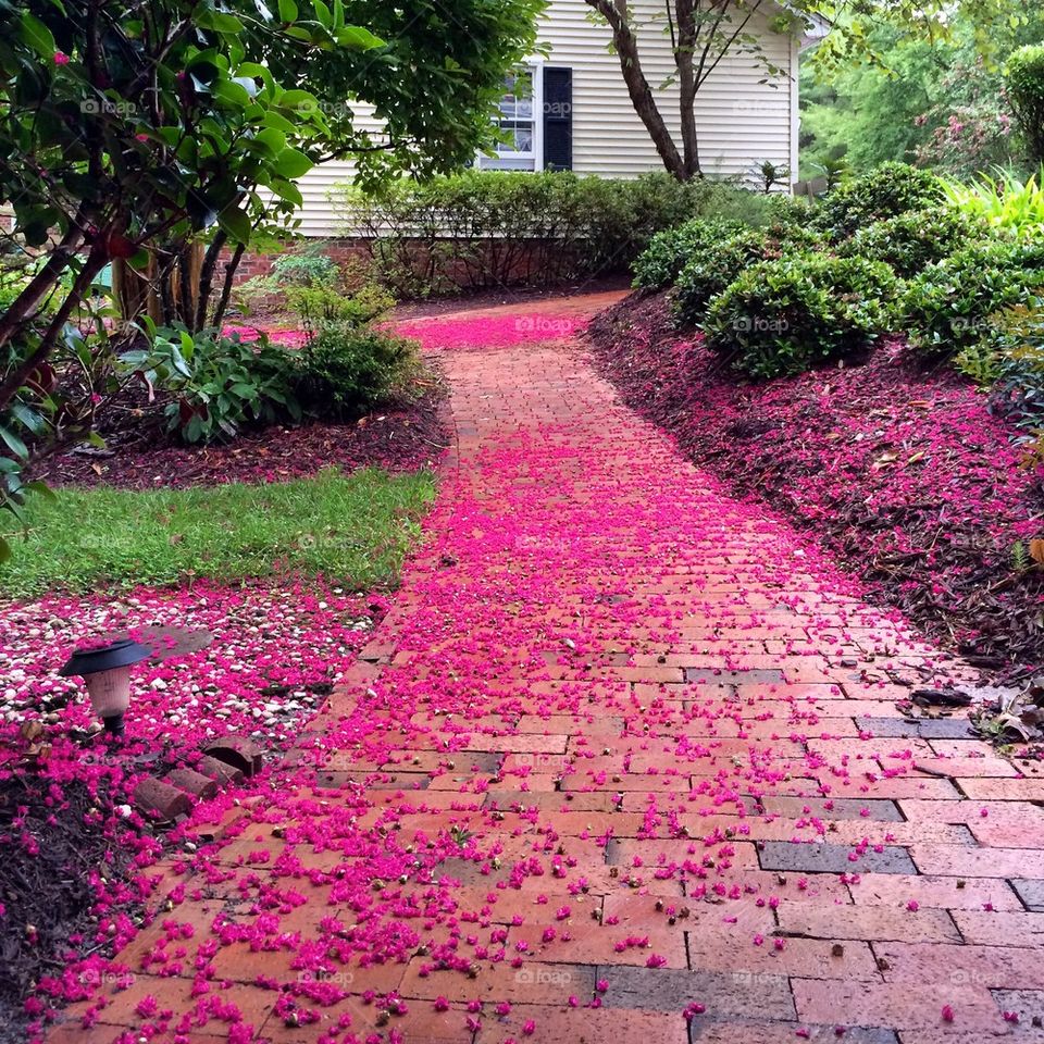 Pristinely placed pink carpet..